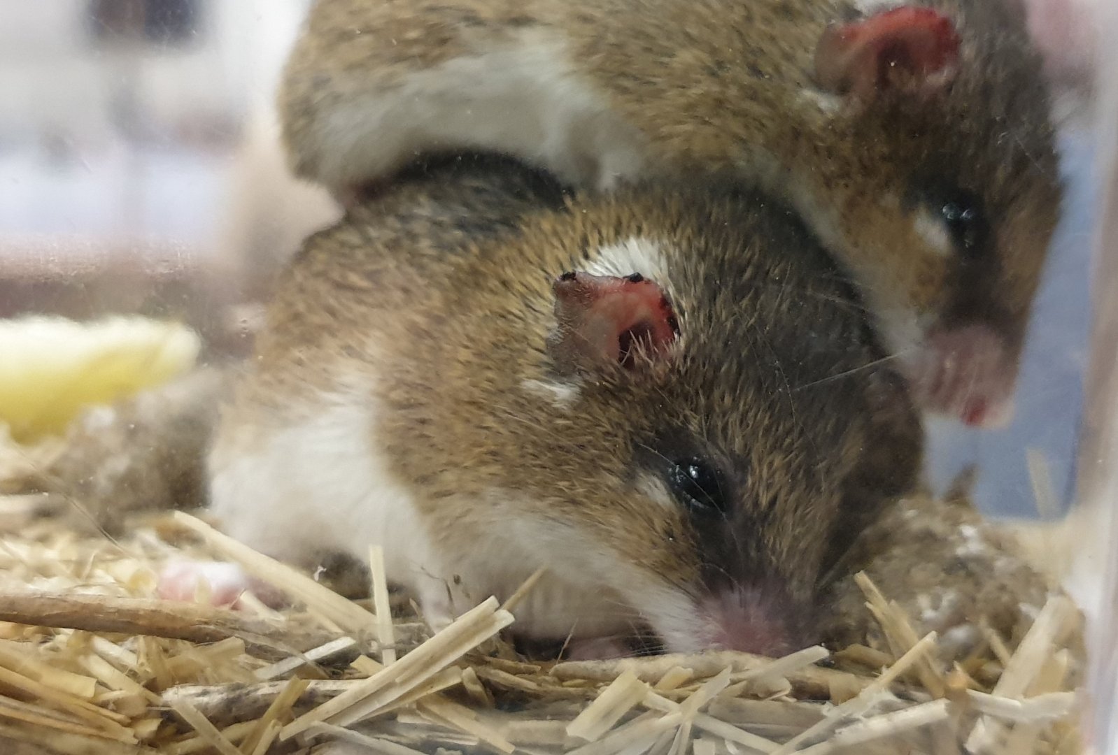 South African / Dwarf spiny mice - Acomys spinossisimus