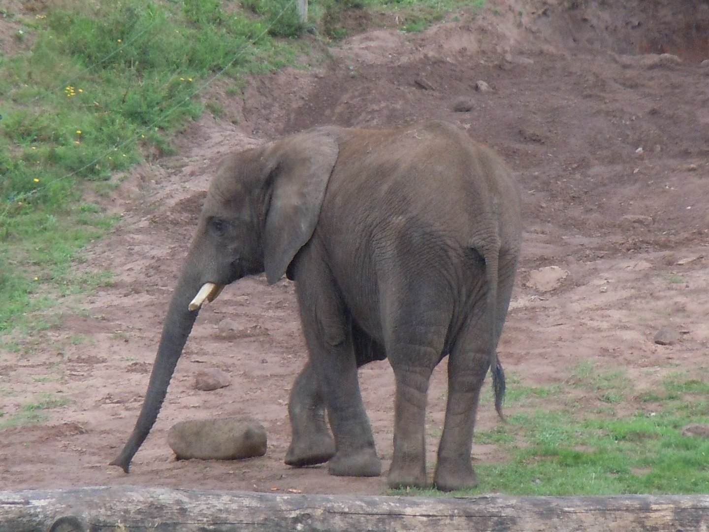 South African Elephant 130720