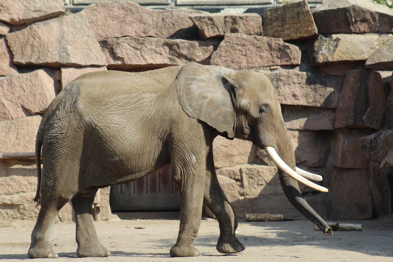 South African Elephant Bull