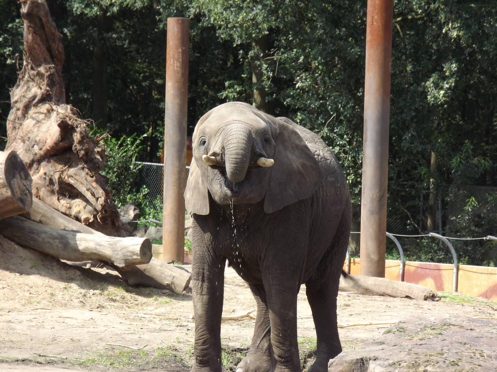 South African Elephant drinking