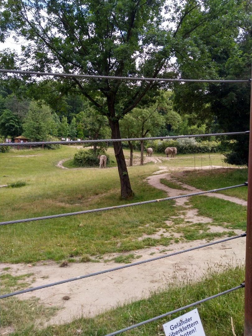 South African elephant enclosure