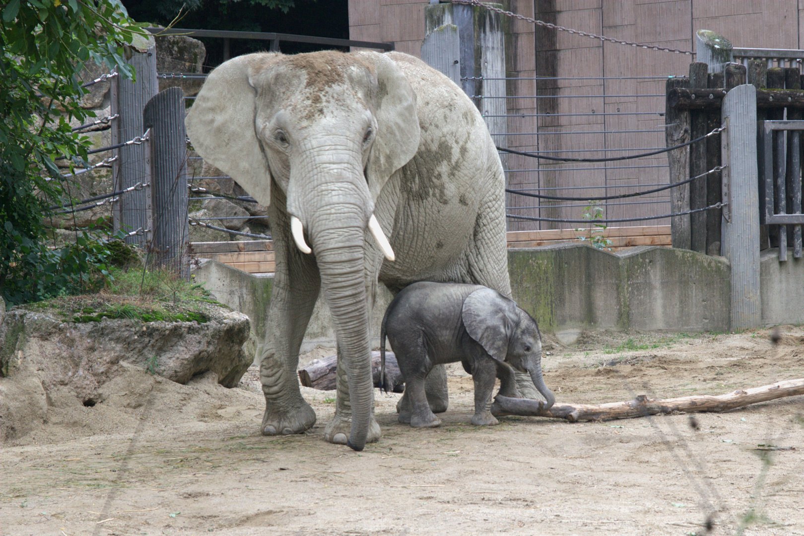 South African Elephant (Loxodonta africana africana), 10-09-25