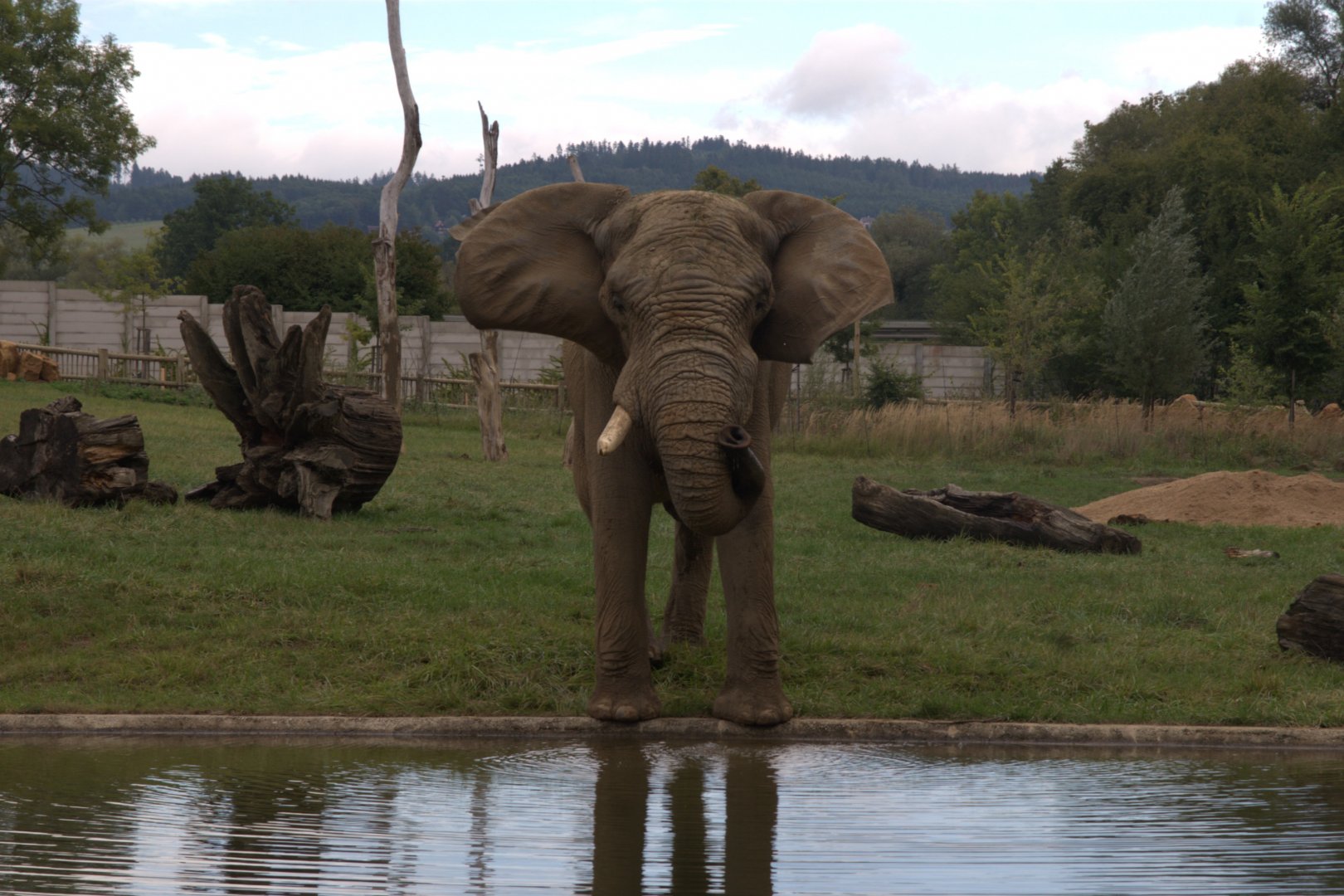 South African Elephant (Loxodonta africana africana), 11-09-25