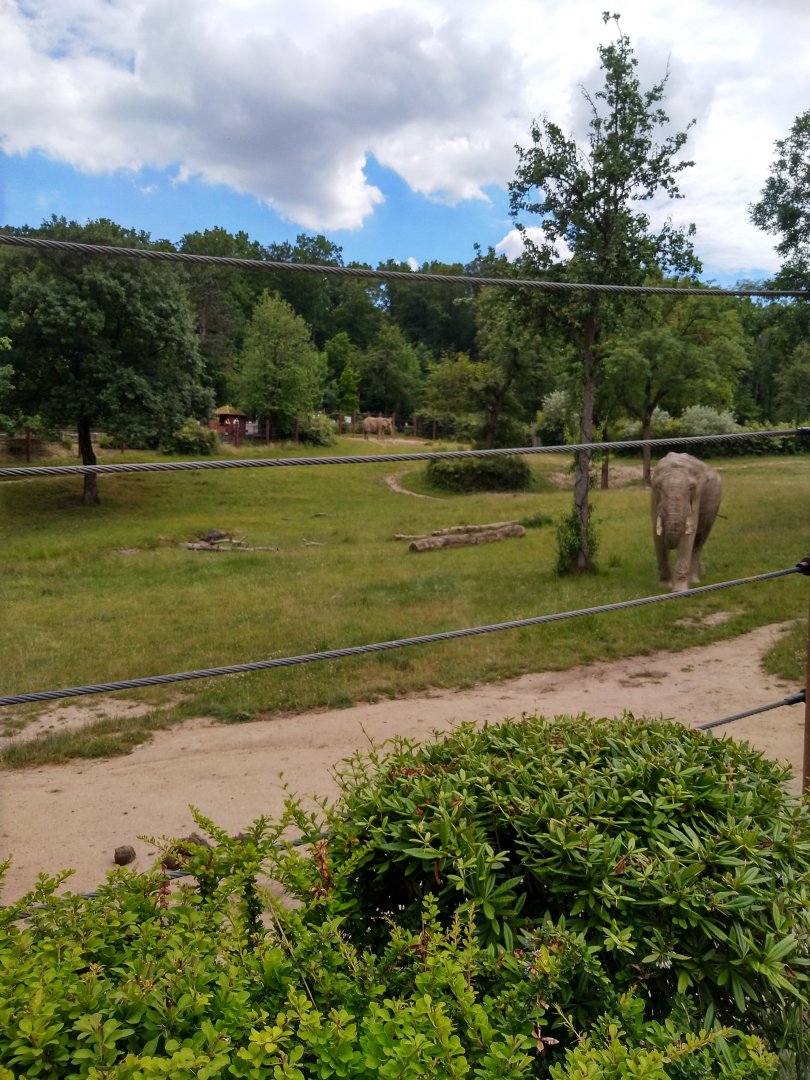South African elephant  - Loxodonta africana africana