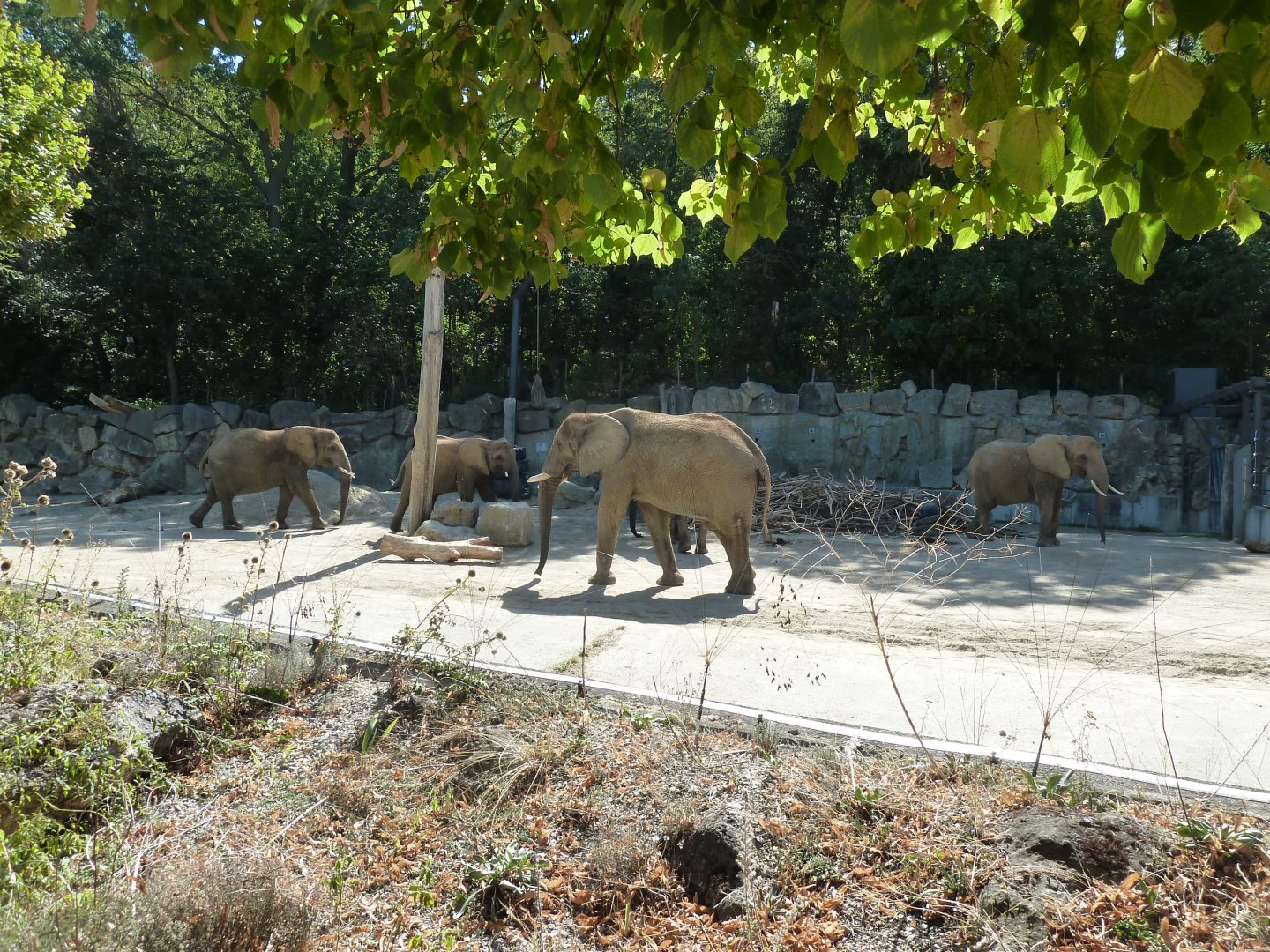South African elephant (Loxodonta africana africana)