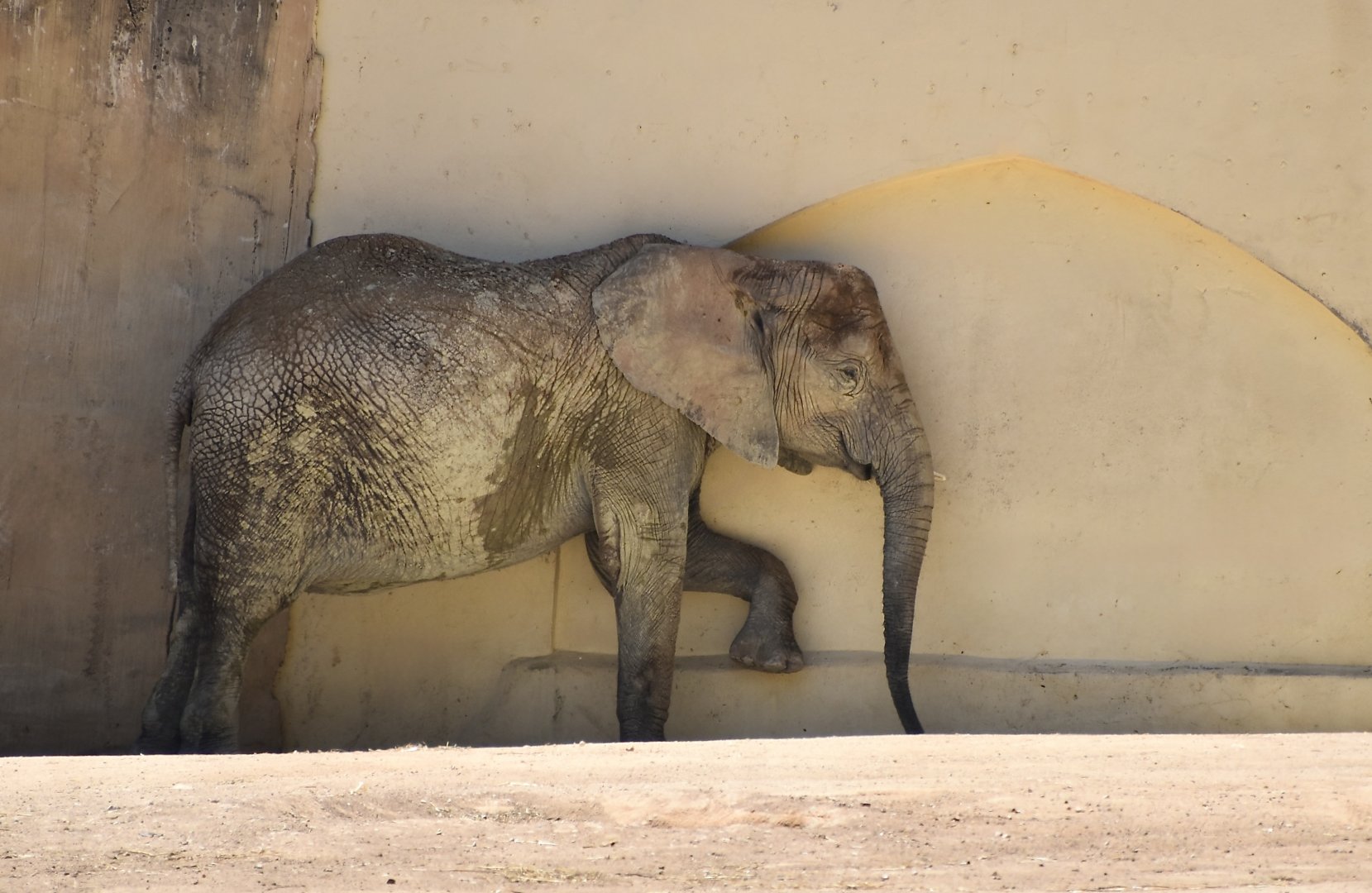 South African Elephant (Loxodonta africana africana)