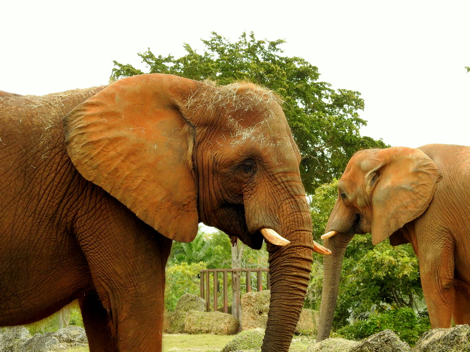 South African Elephant