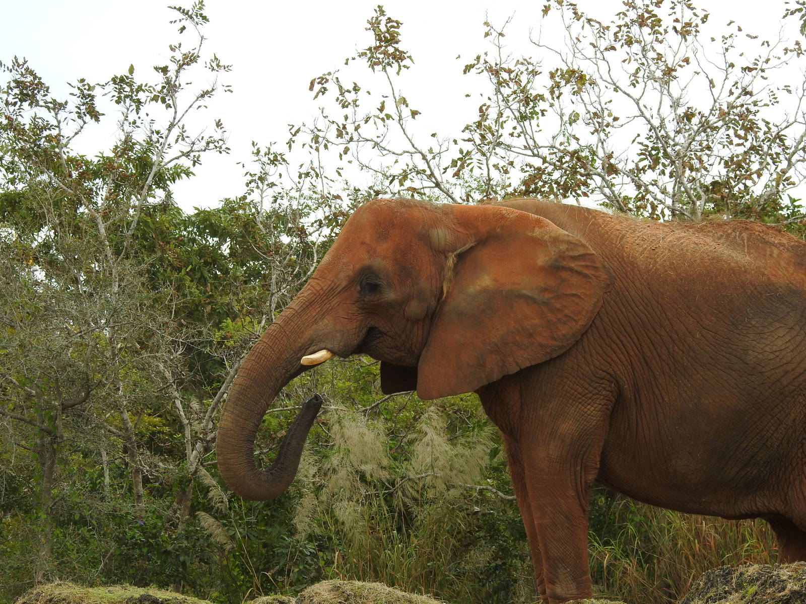 South African Elephant
