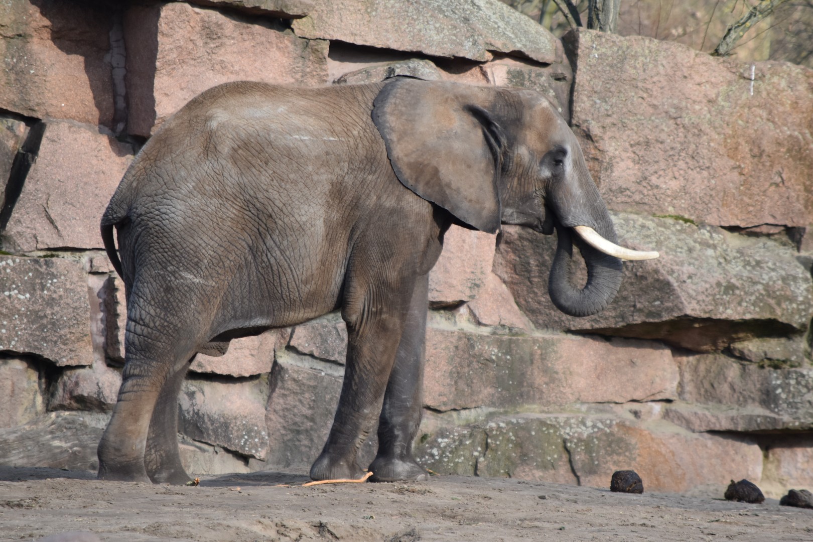South African elephant