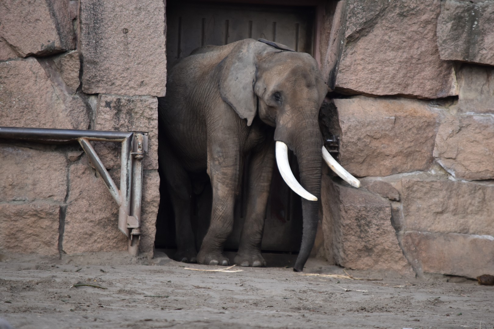 South African elephant