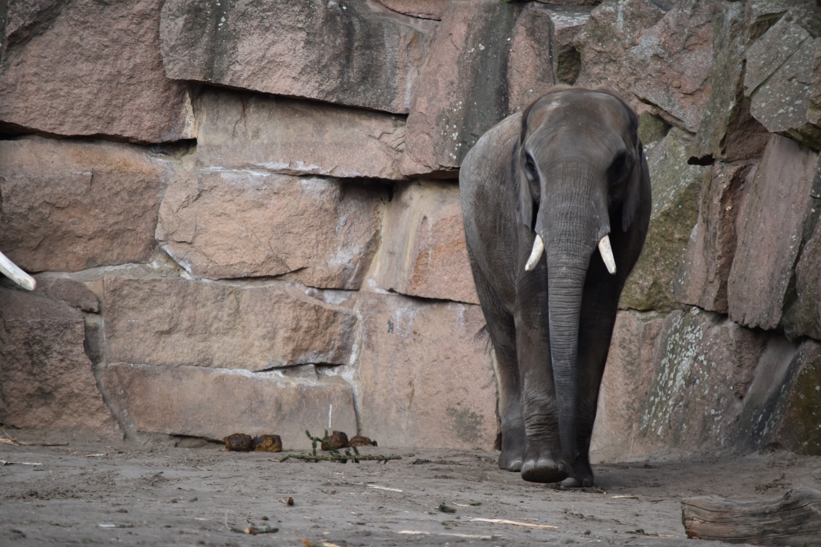 South African elephant