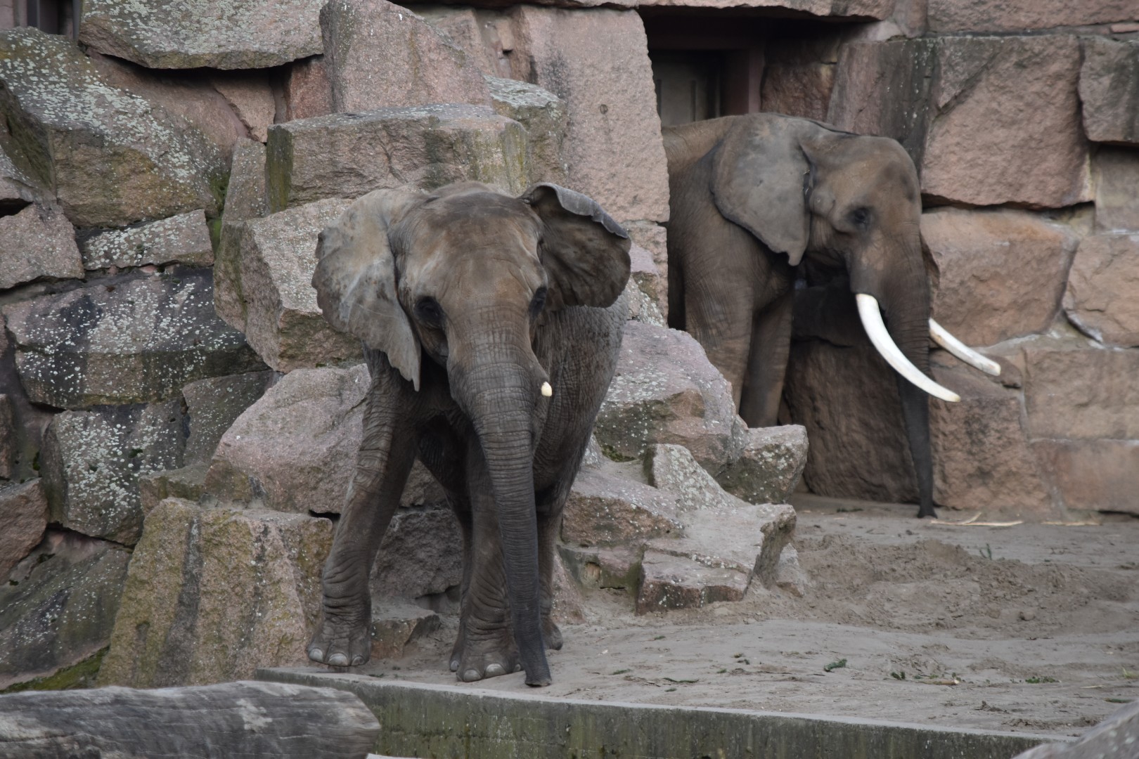 South African elephant