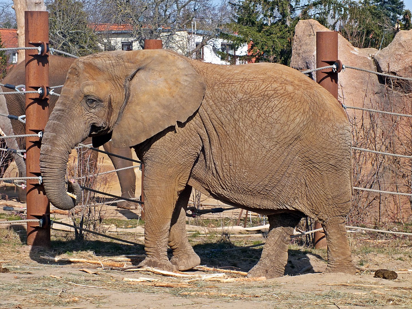 South African elephant