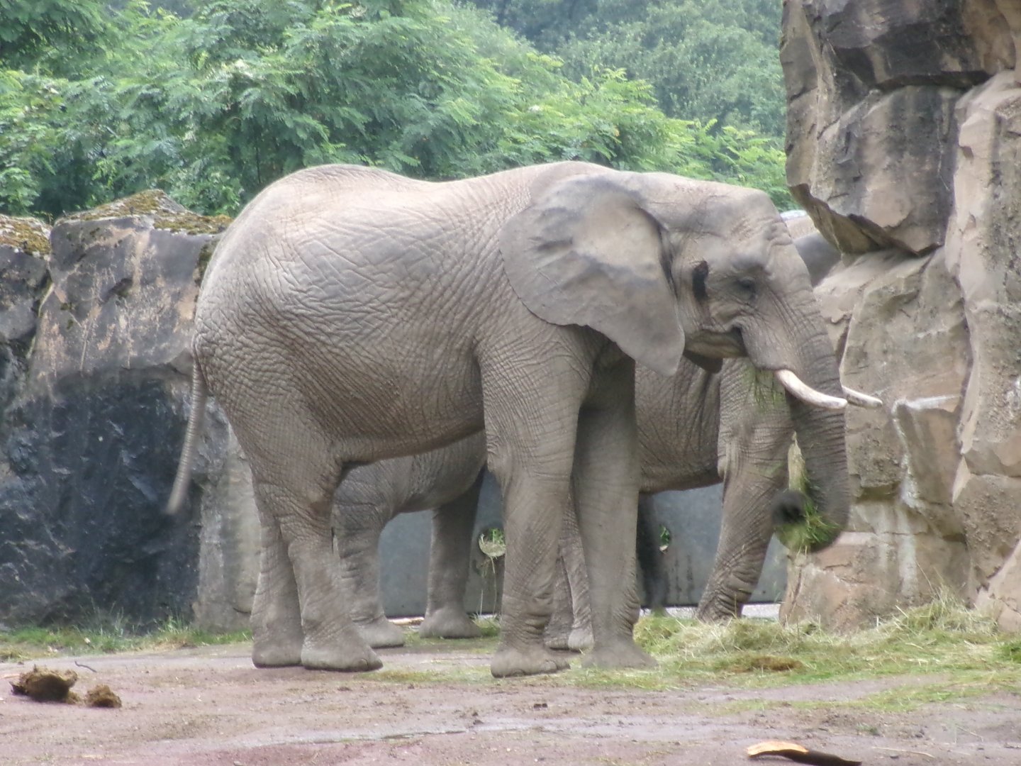 South African elephant
