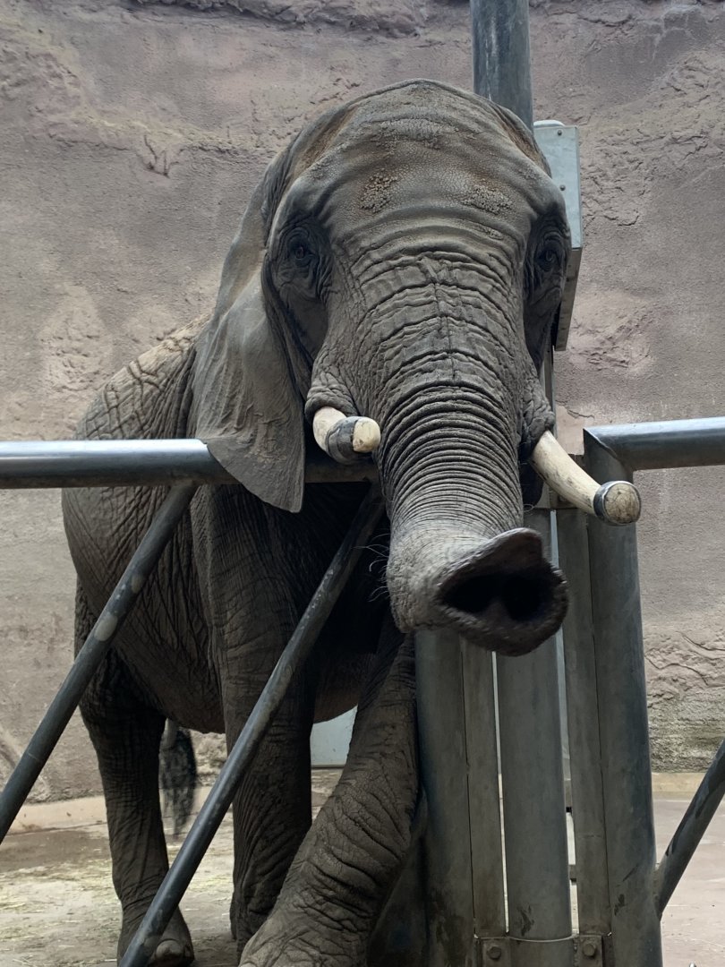 South African elephant