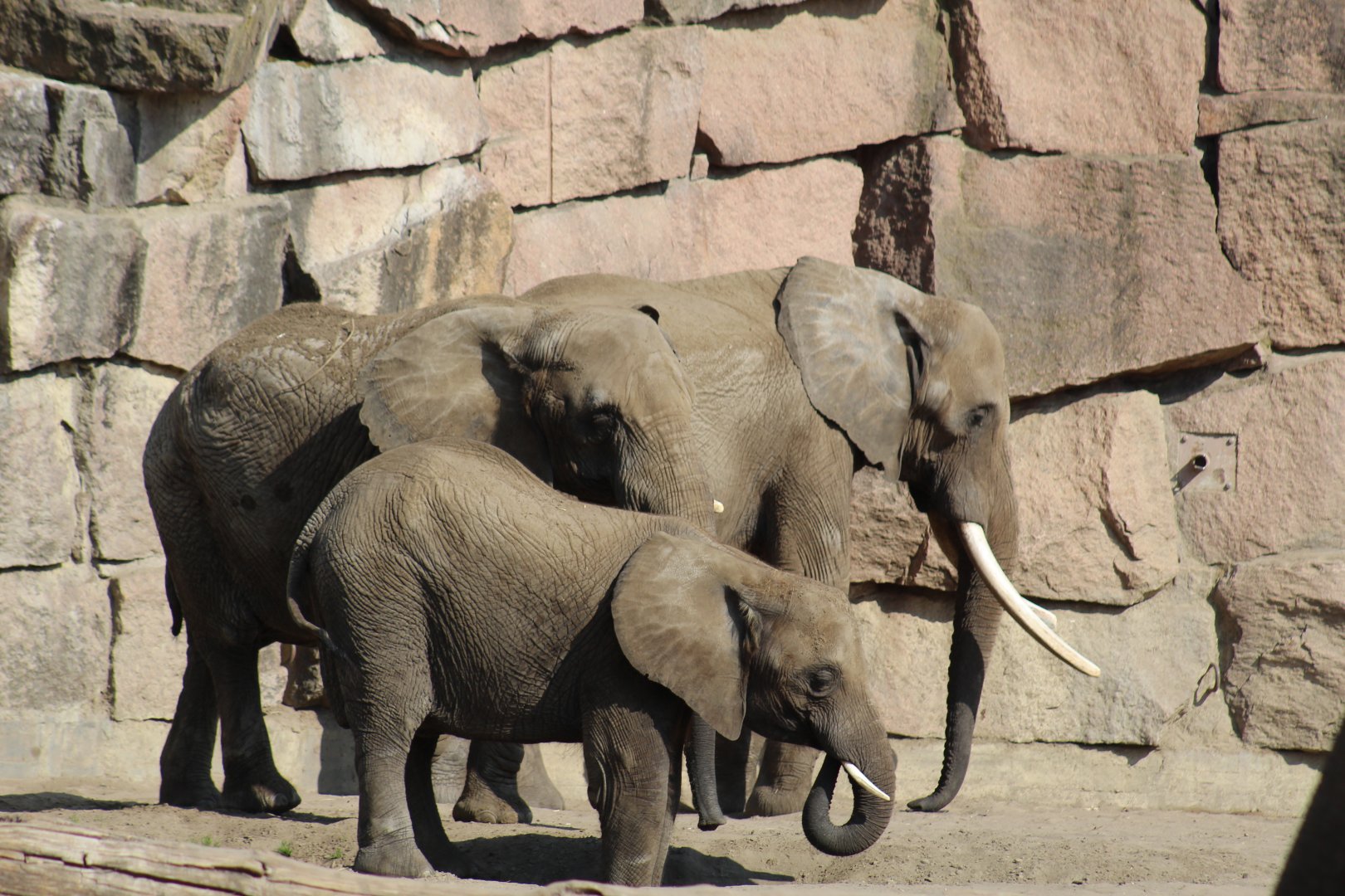 South African Elephants