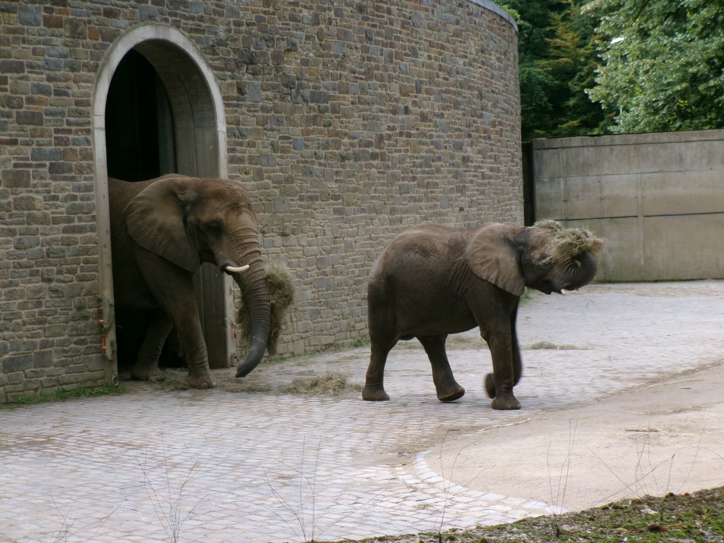 South African elephants