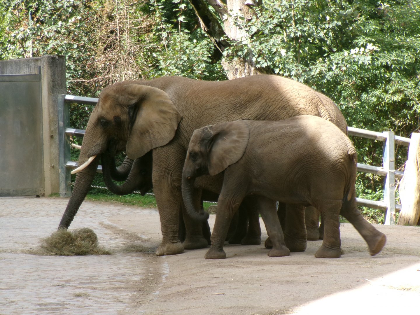 South African elephants