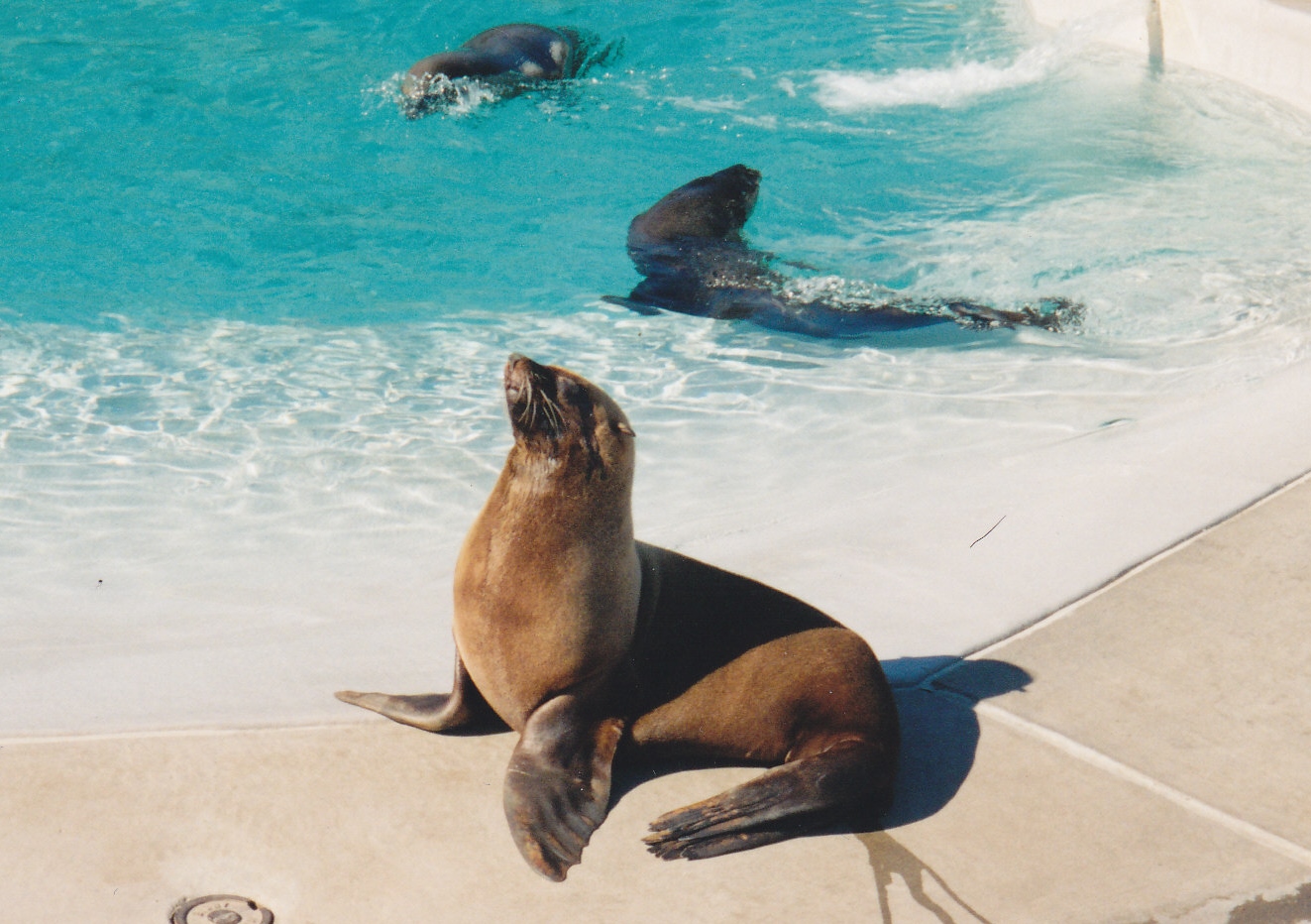 South African Fur Seal 1990's