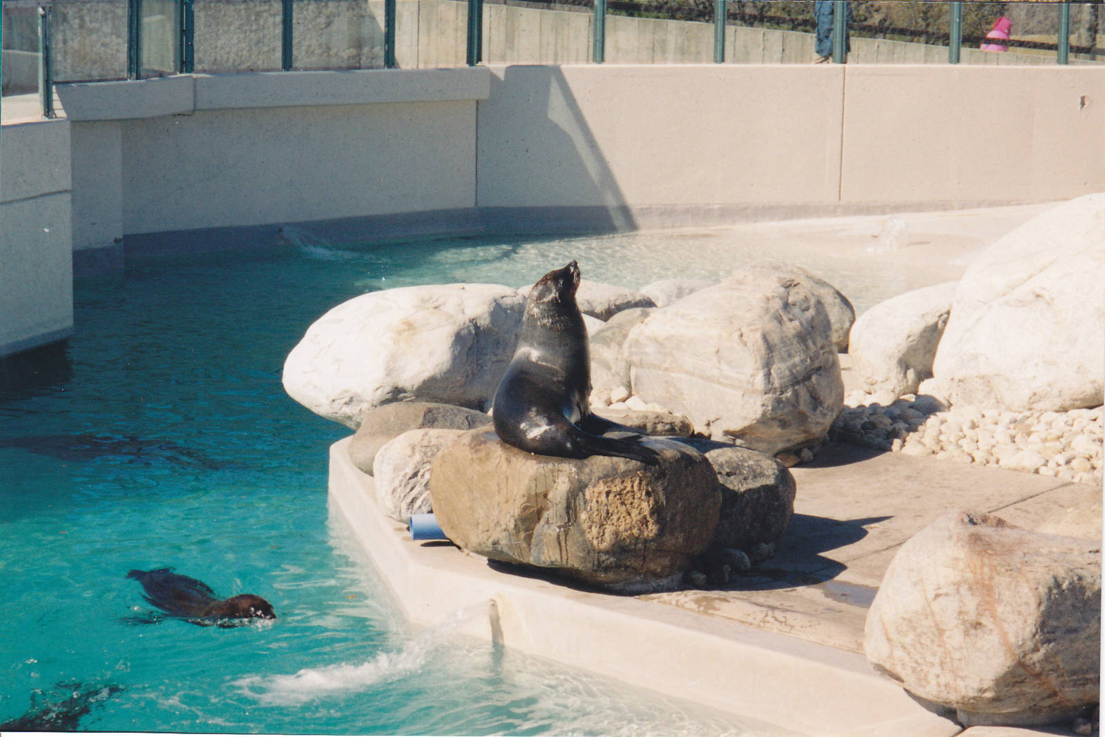 South African Fur Seal 1990's