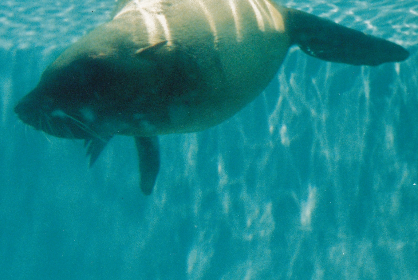 South African Fur Seal 1990's