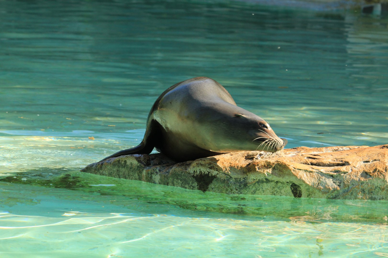 South African Fur Seal (April 2018)