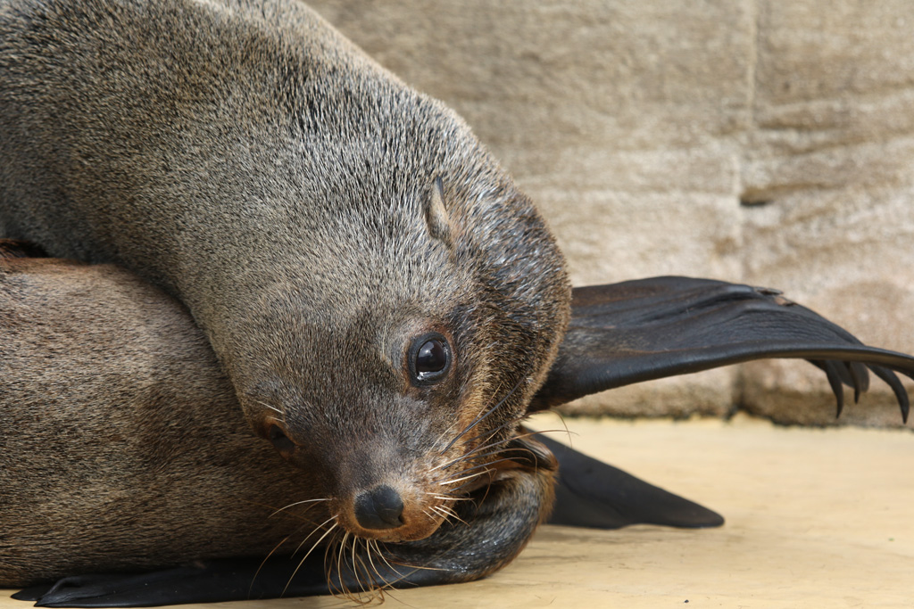 South African Fur Seal at Rhyl SeaQuarium 27th August 2016