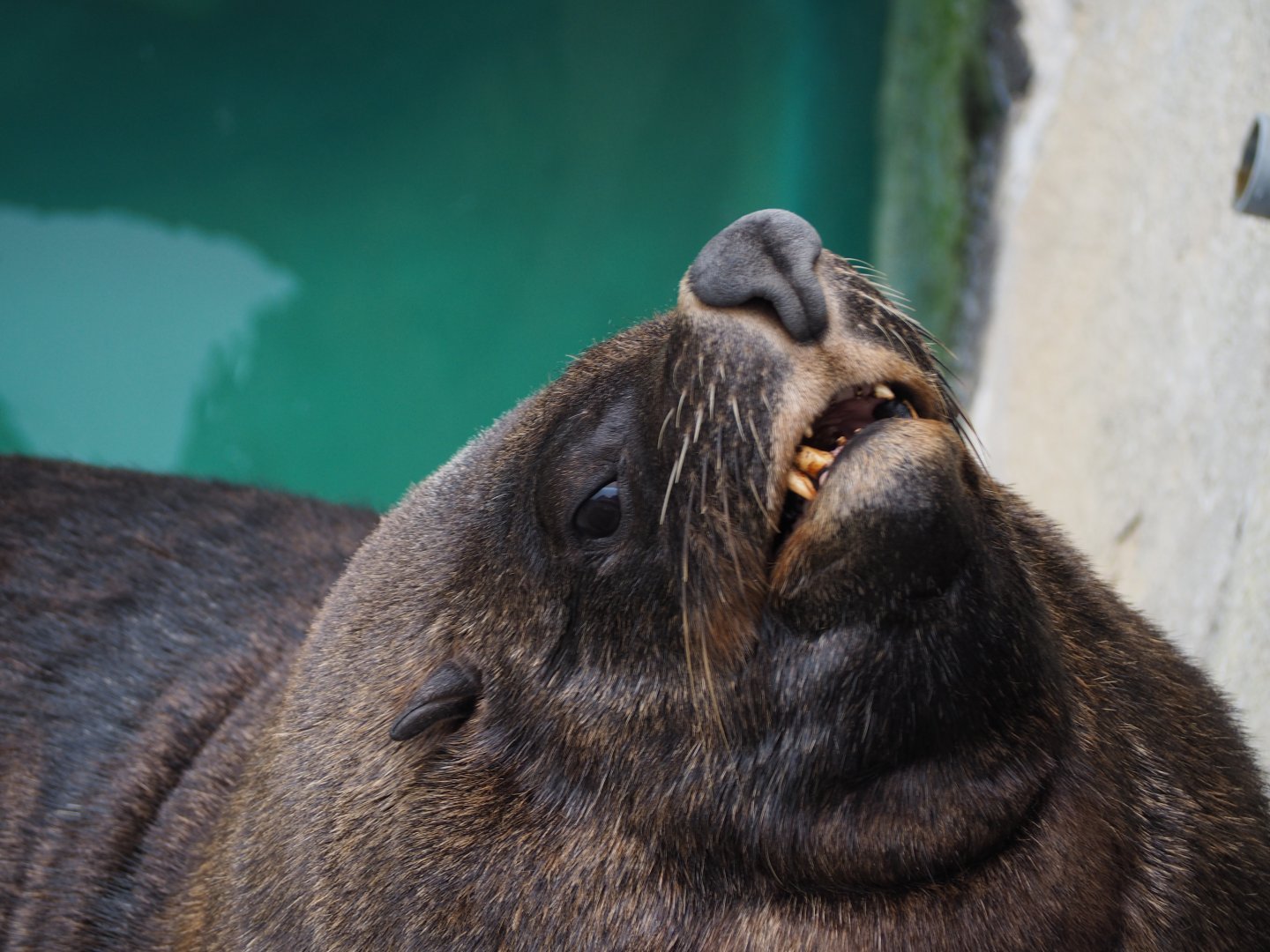 South African Fur Seal Derp
