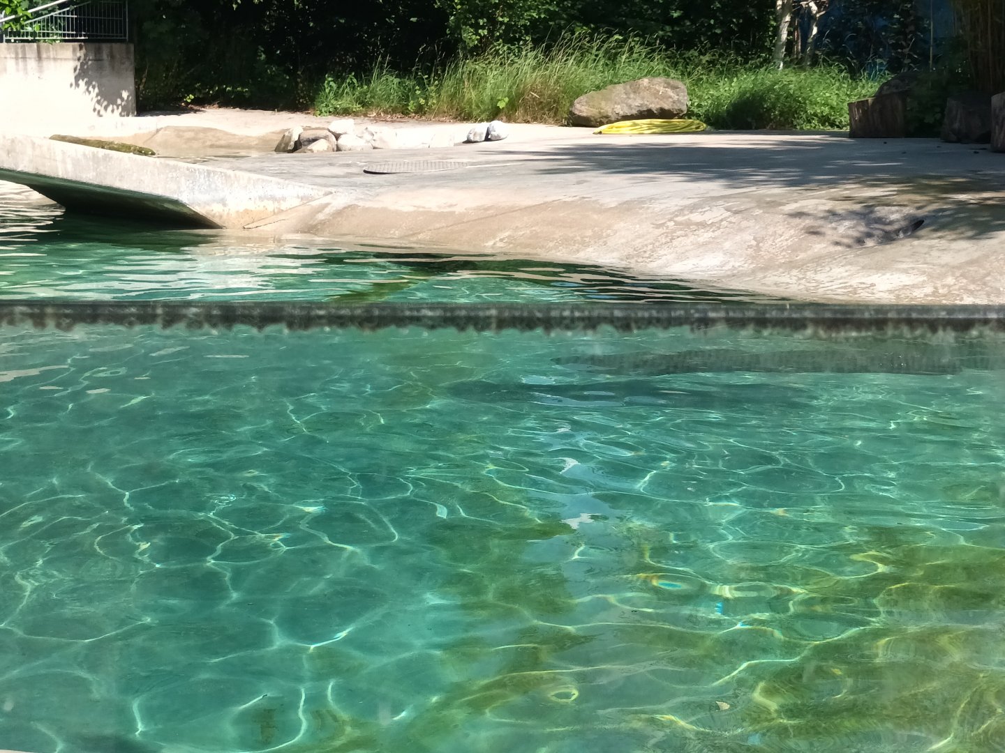 South african fur Seal Enclosure