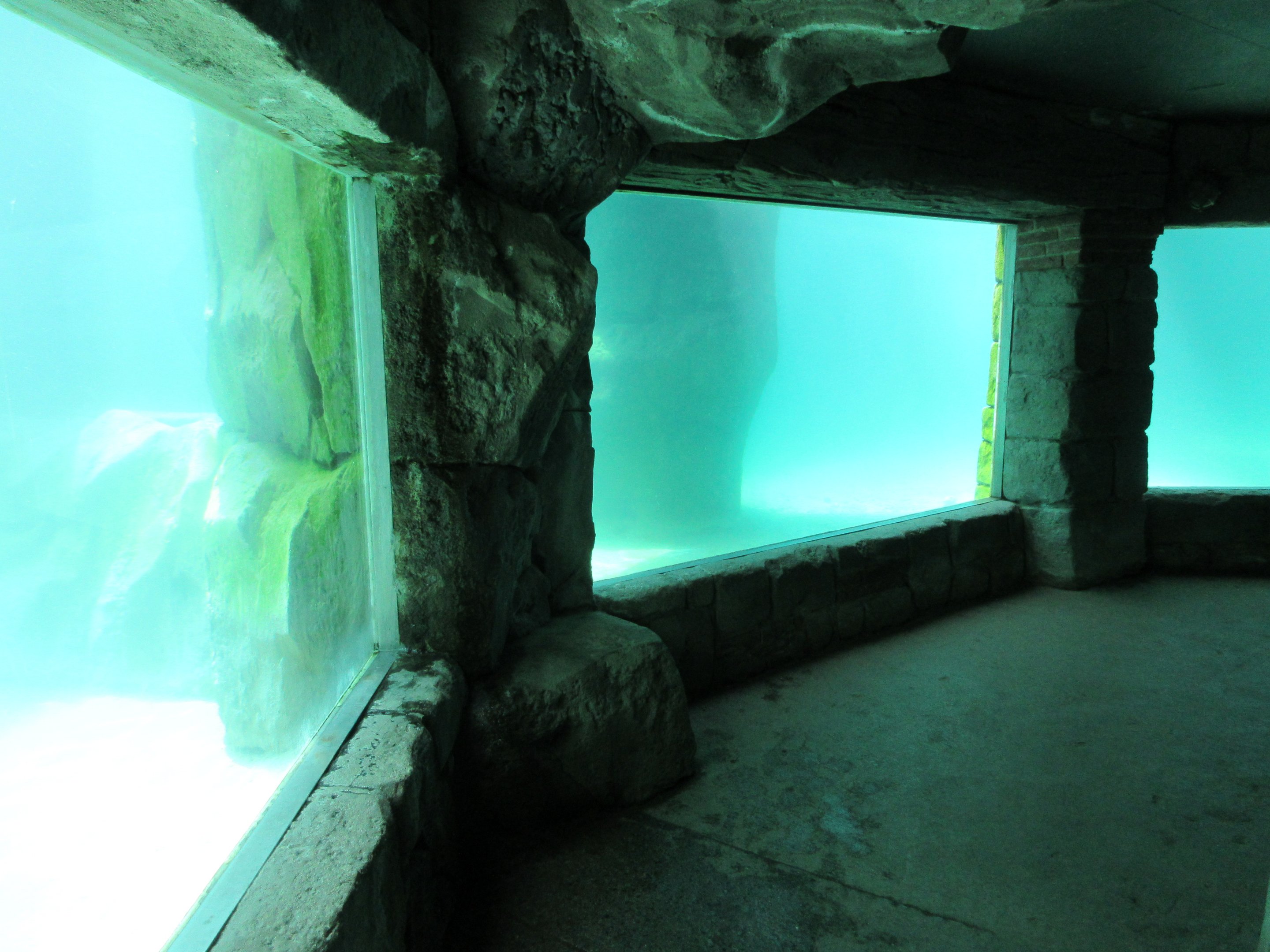 South African Fur Seal Exhibit