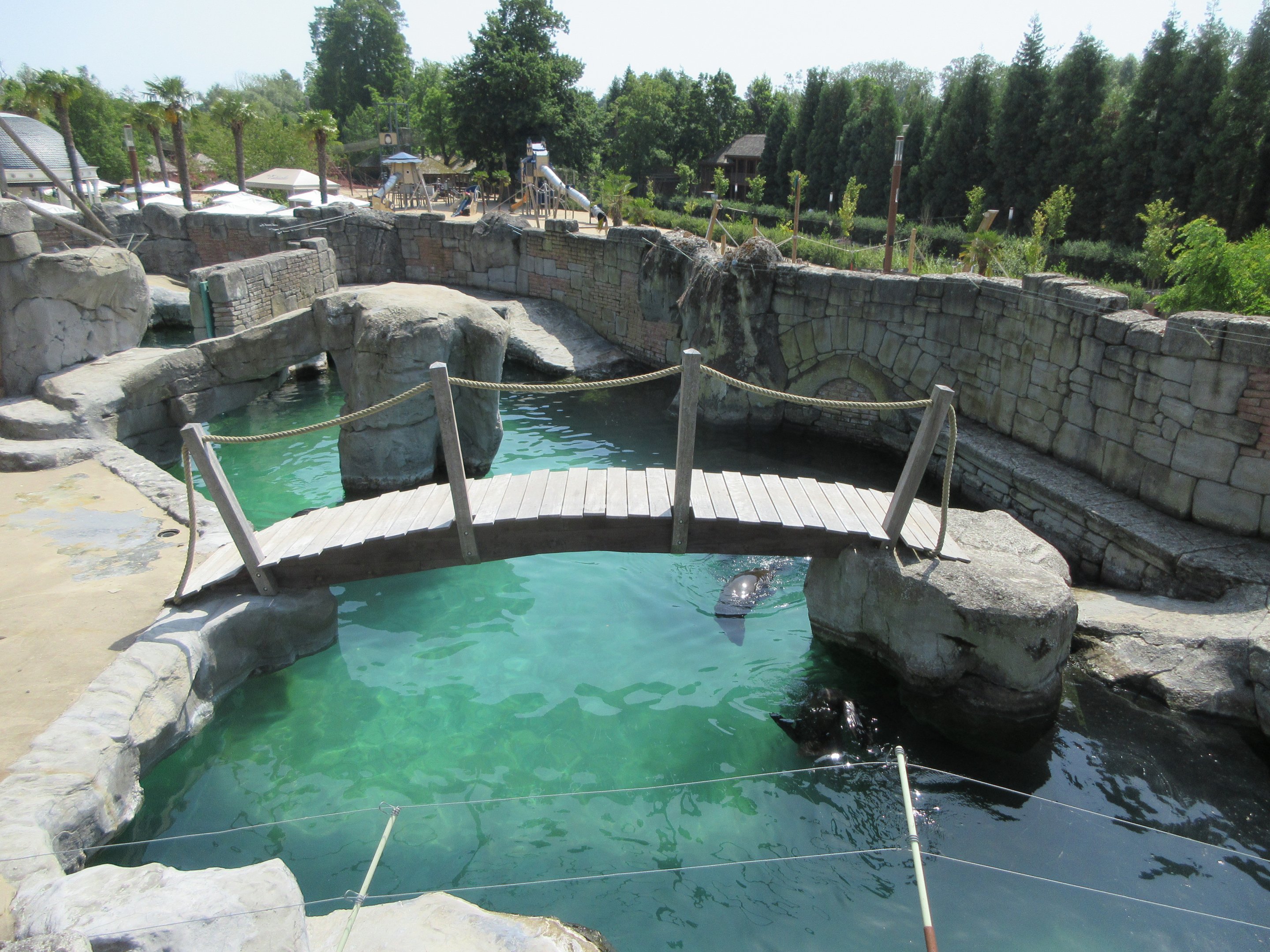 South African Fur Seal Exhibit