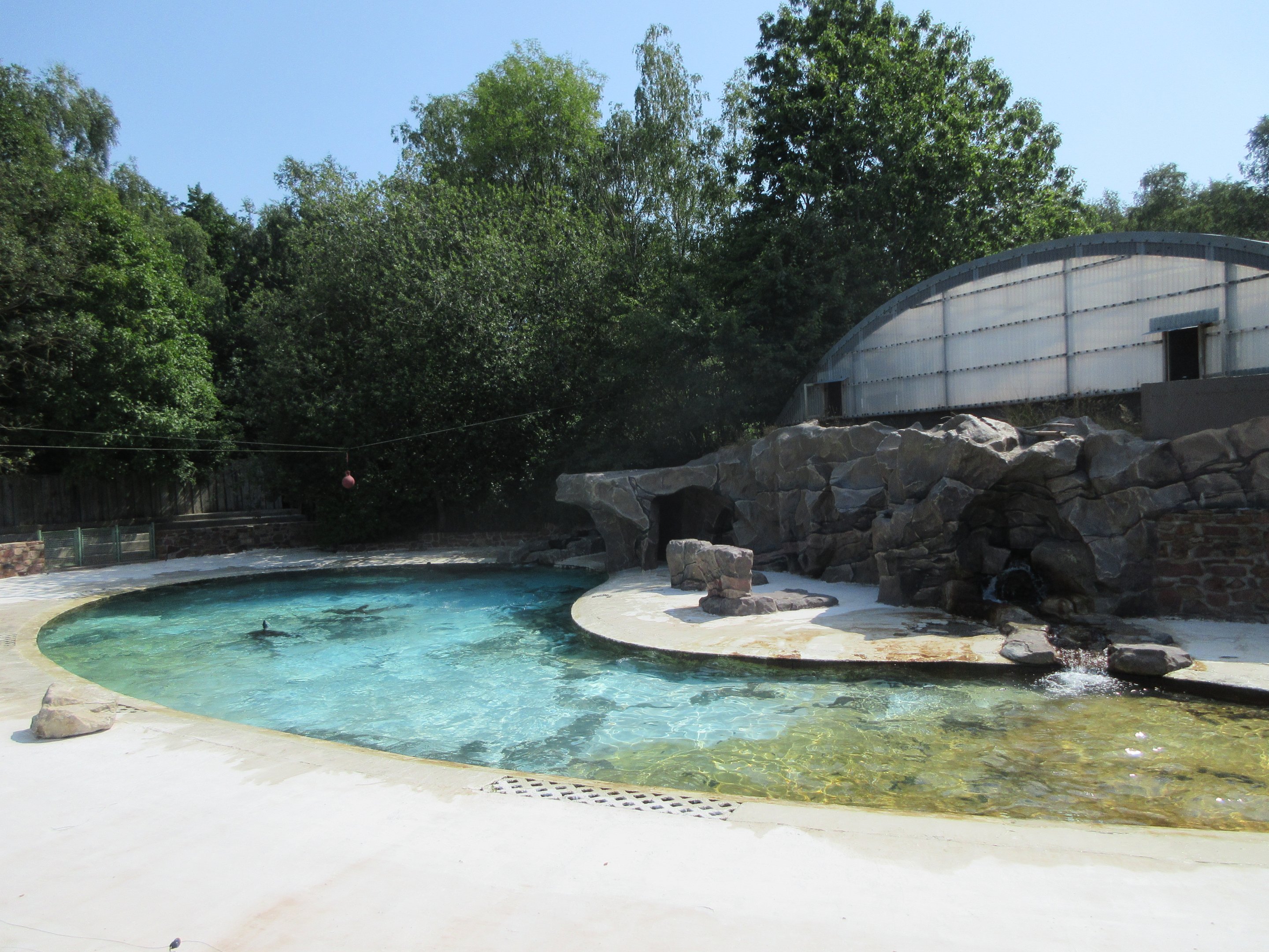 South African Fur Seal Exhibit