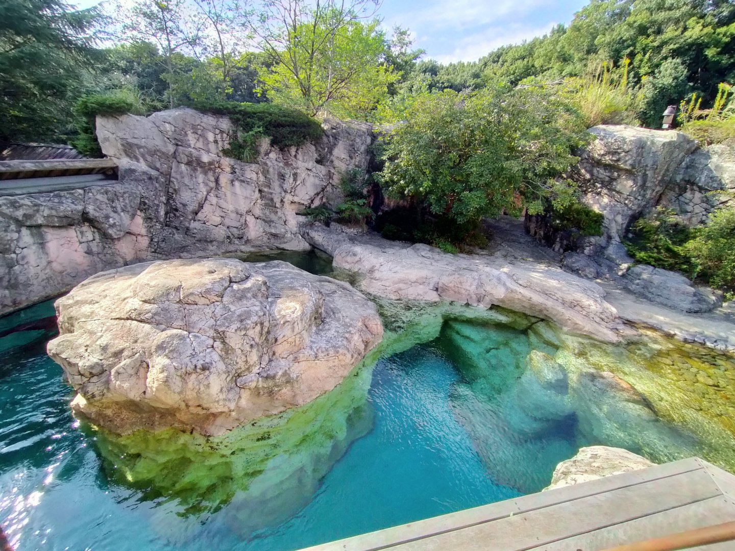South african fur seal exhibit