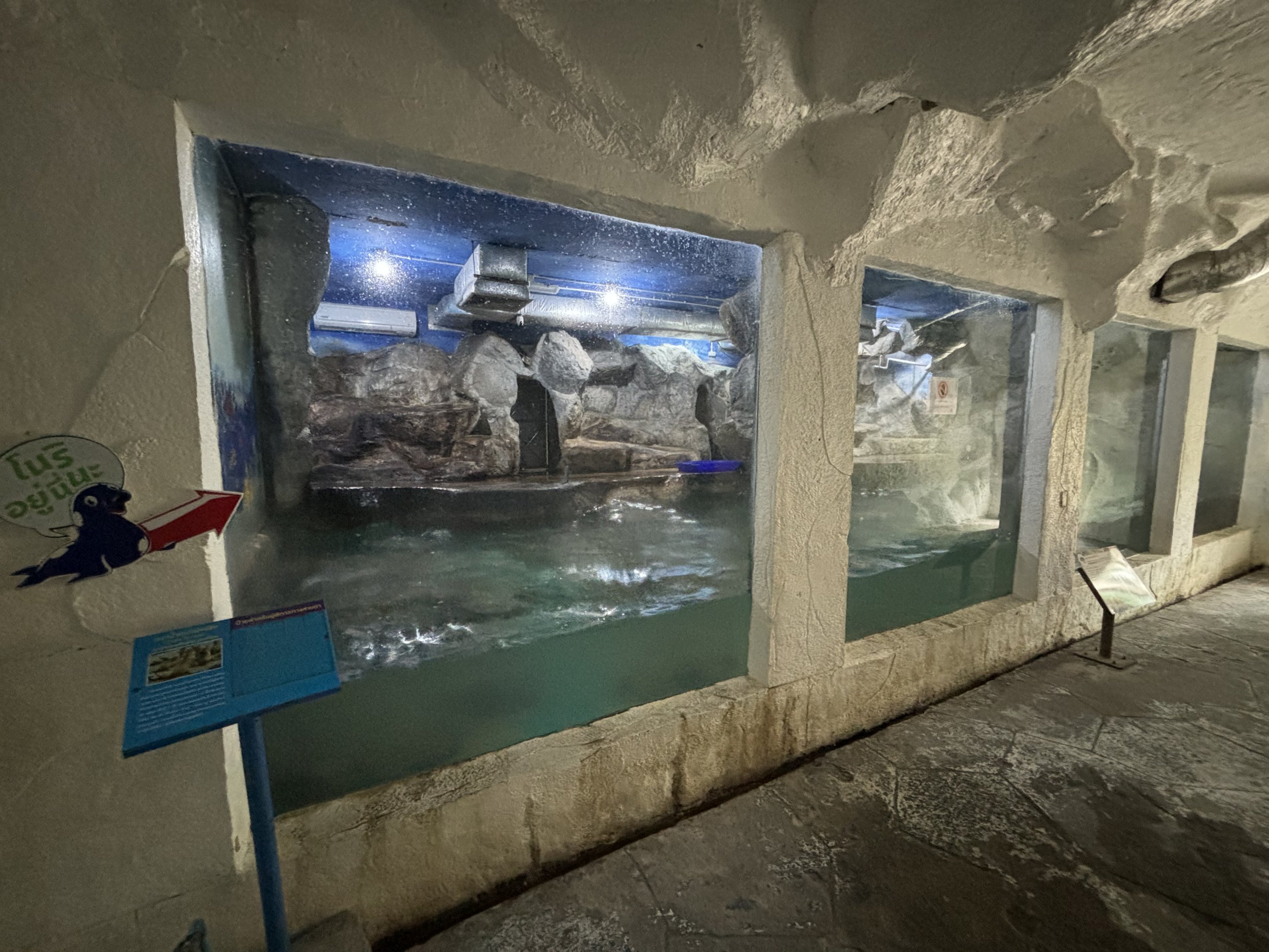 South African Fur Seal Exhibit