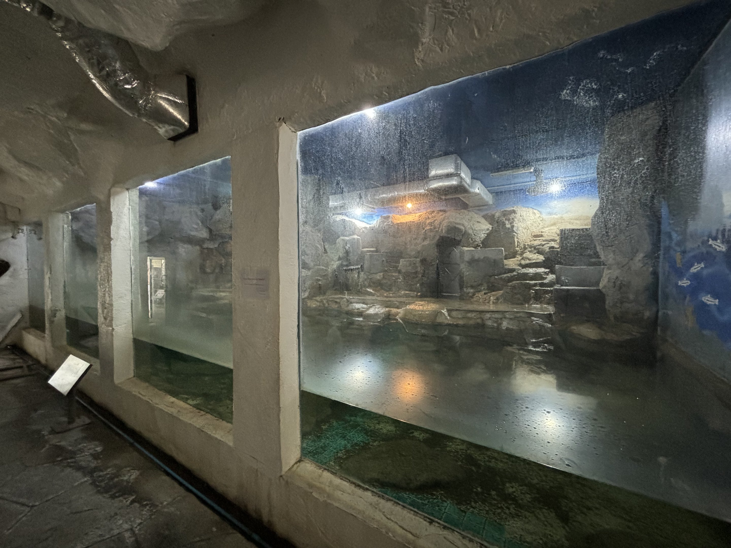 South African Fur Seal Exhibit