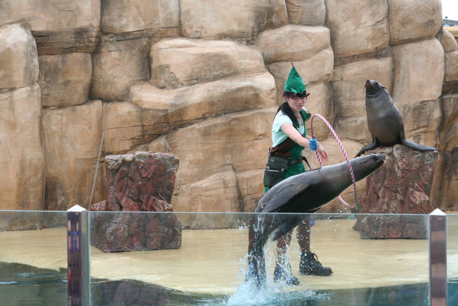 South African fur seal jumping hoop