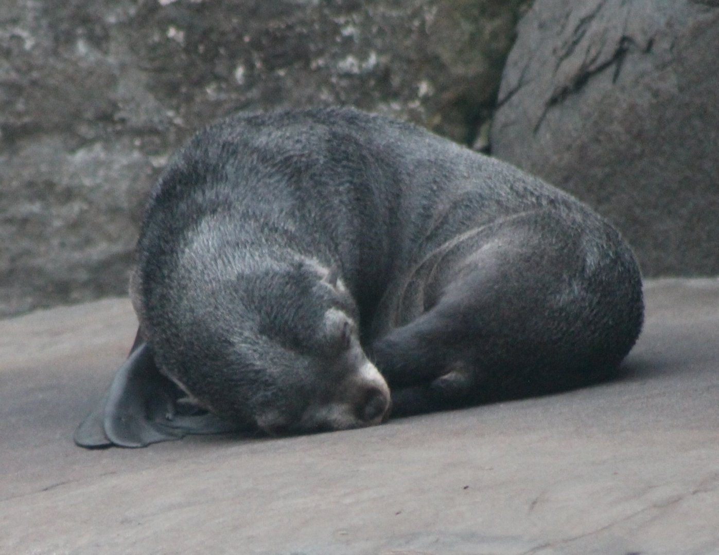 South African fur seal pup