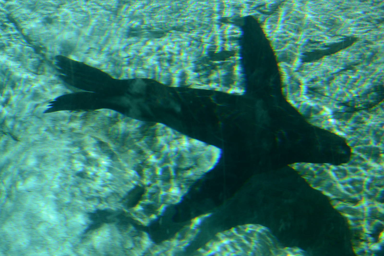 South African fur seal