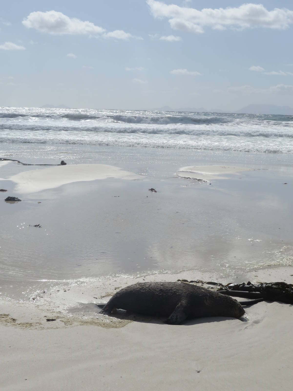 South-African fur seal