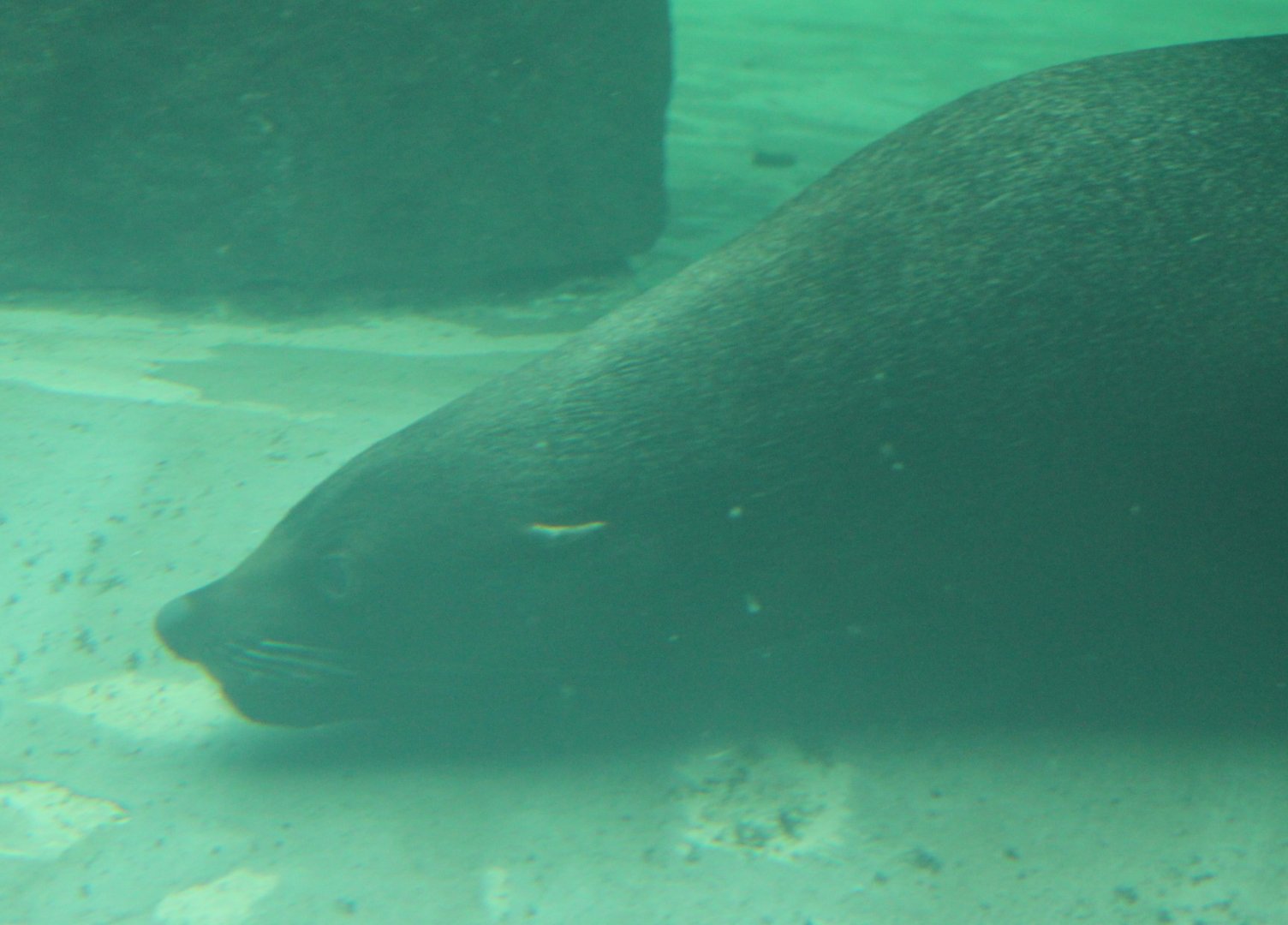 South African fur seal