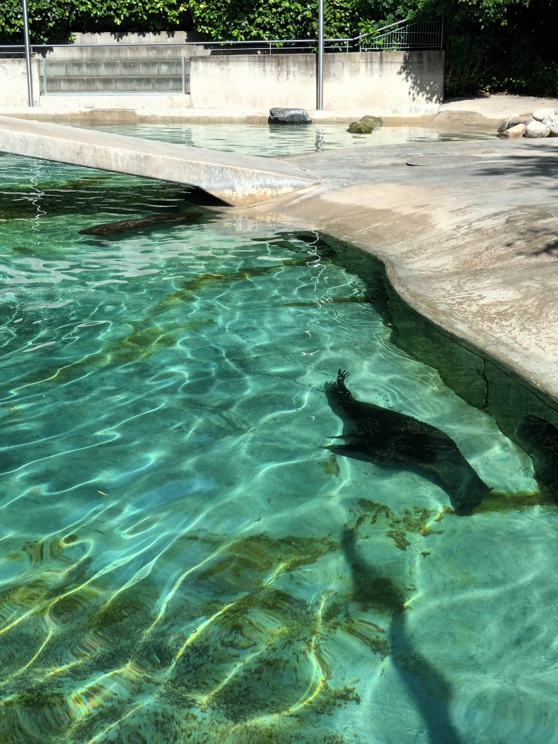 South african fur Seal