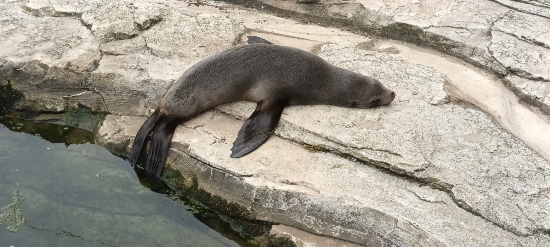 South african fur Seal