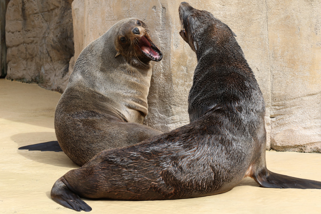 South African Fur Seals at Rhyl SeaQuarium 27th August 2016