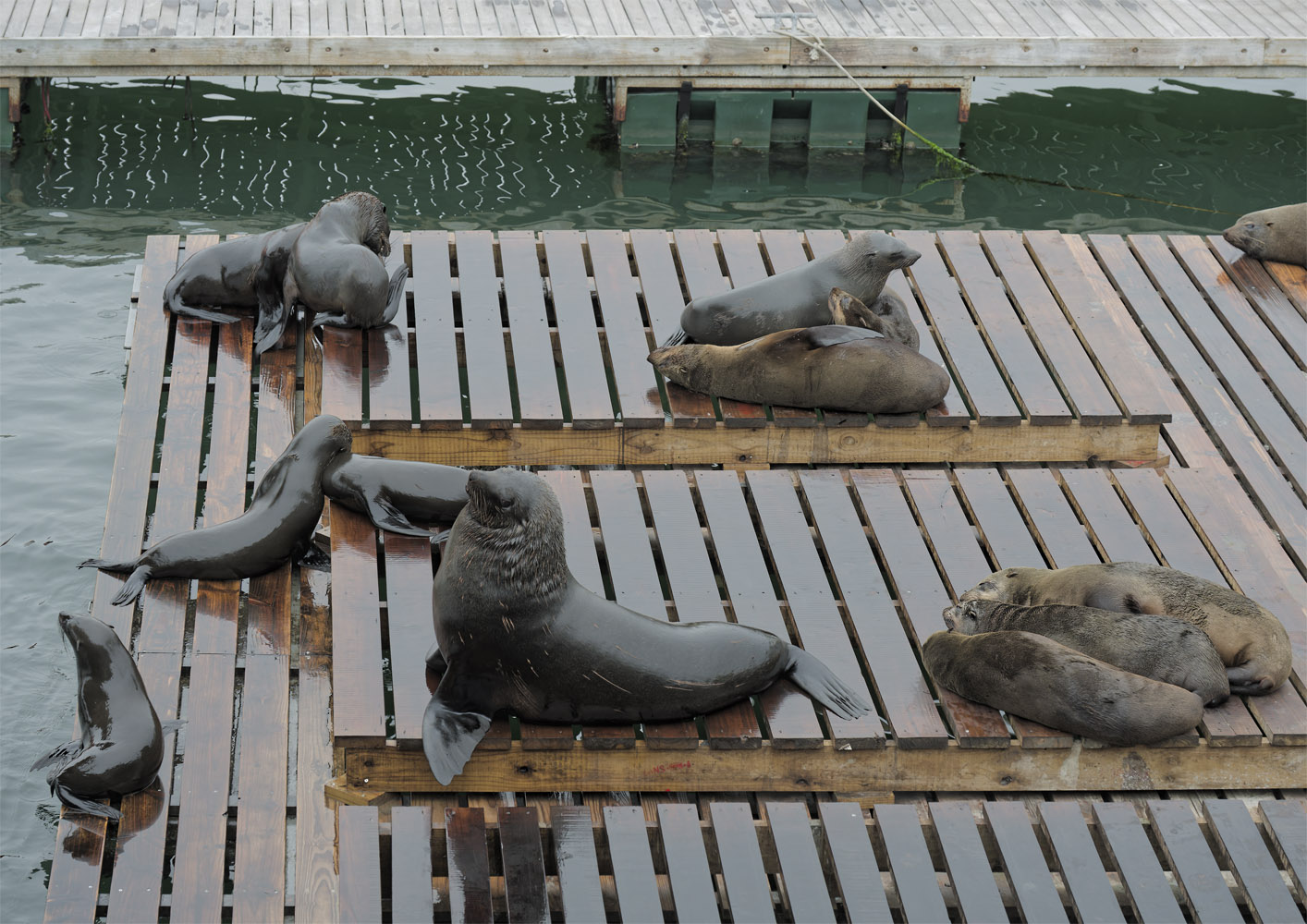 South African fur seals resting (1)