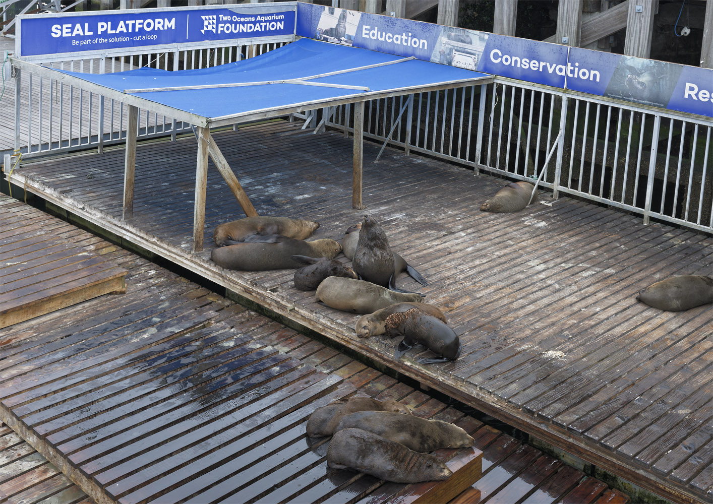 South African fur seals resting (2)