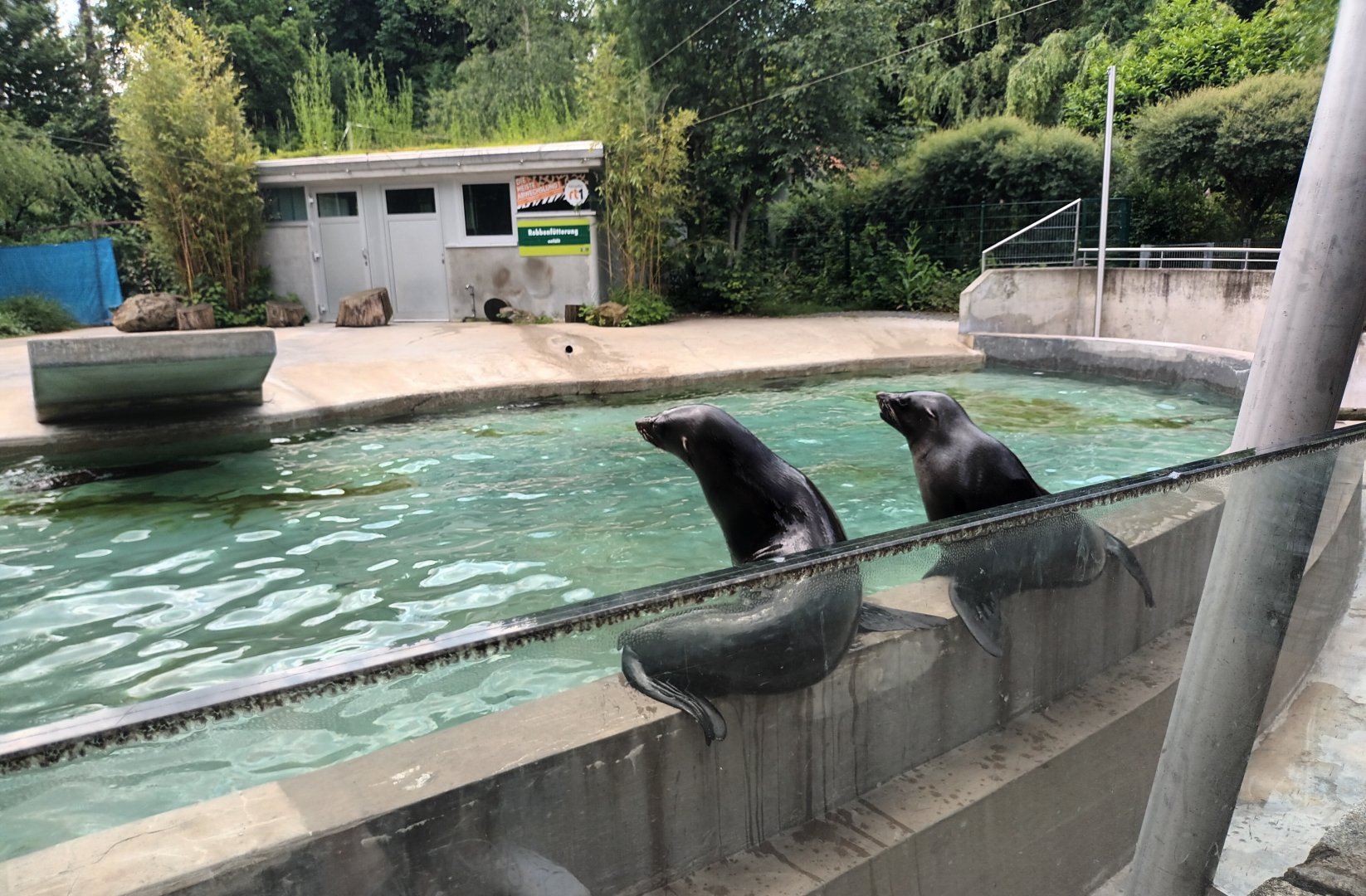 South african fur Seals