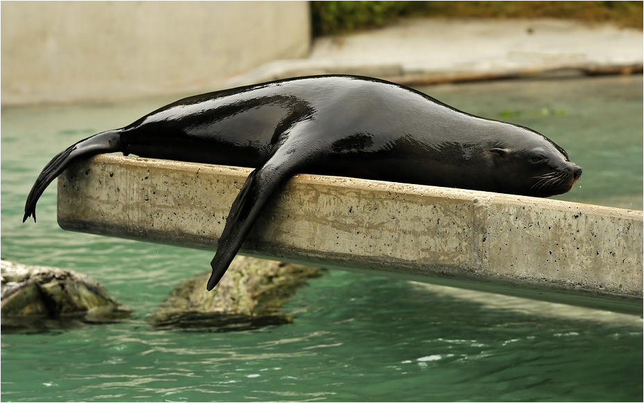 South african furseal at Augsburg Zoo