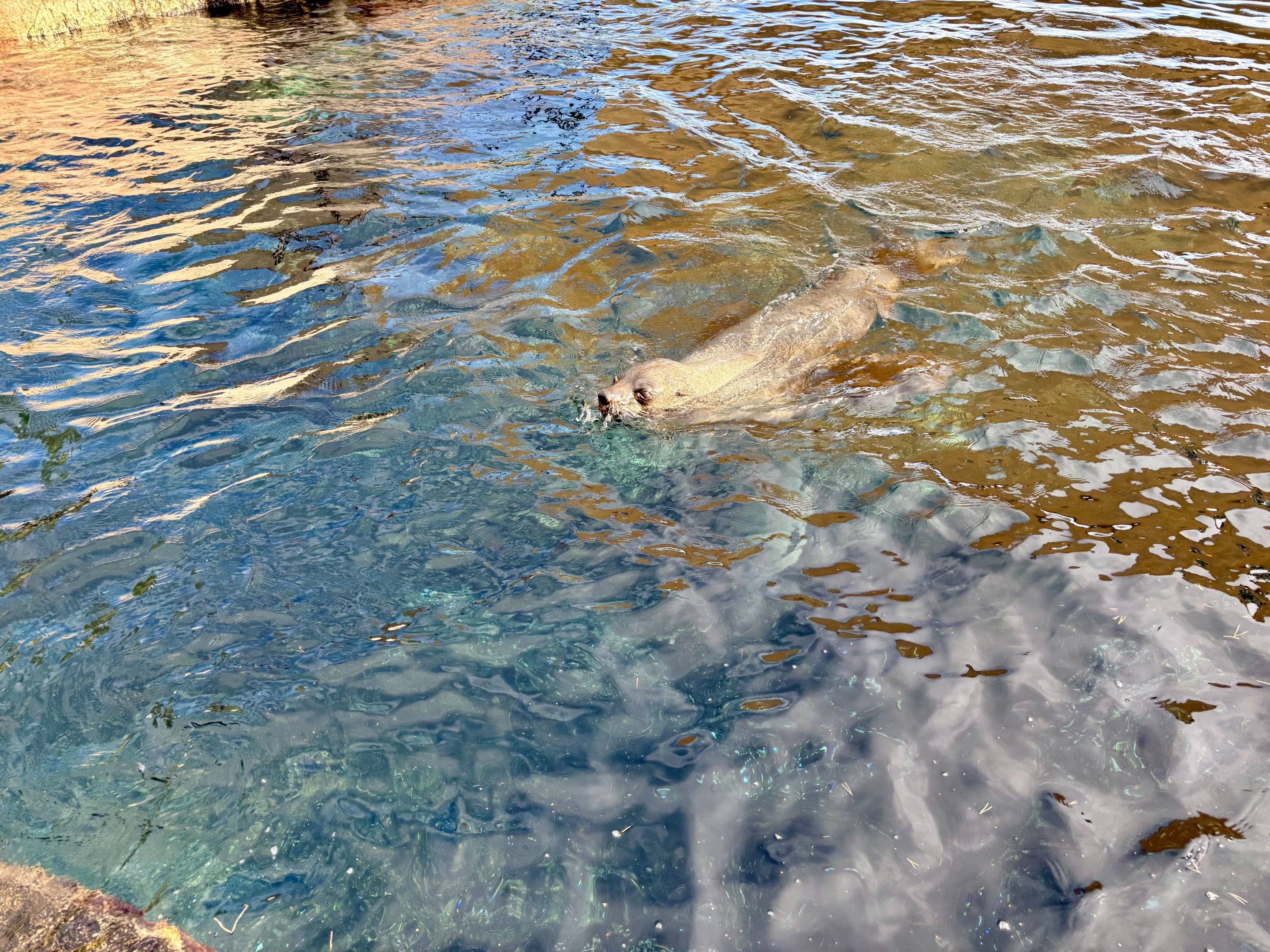 South African furseal