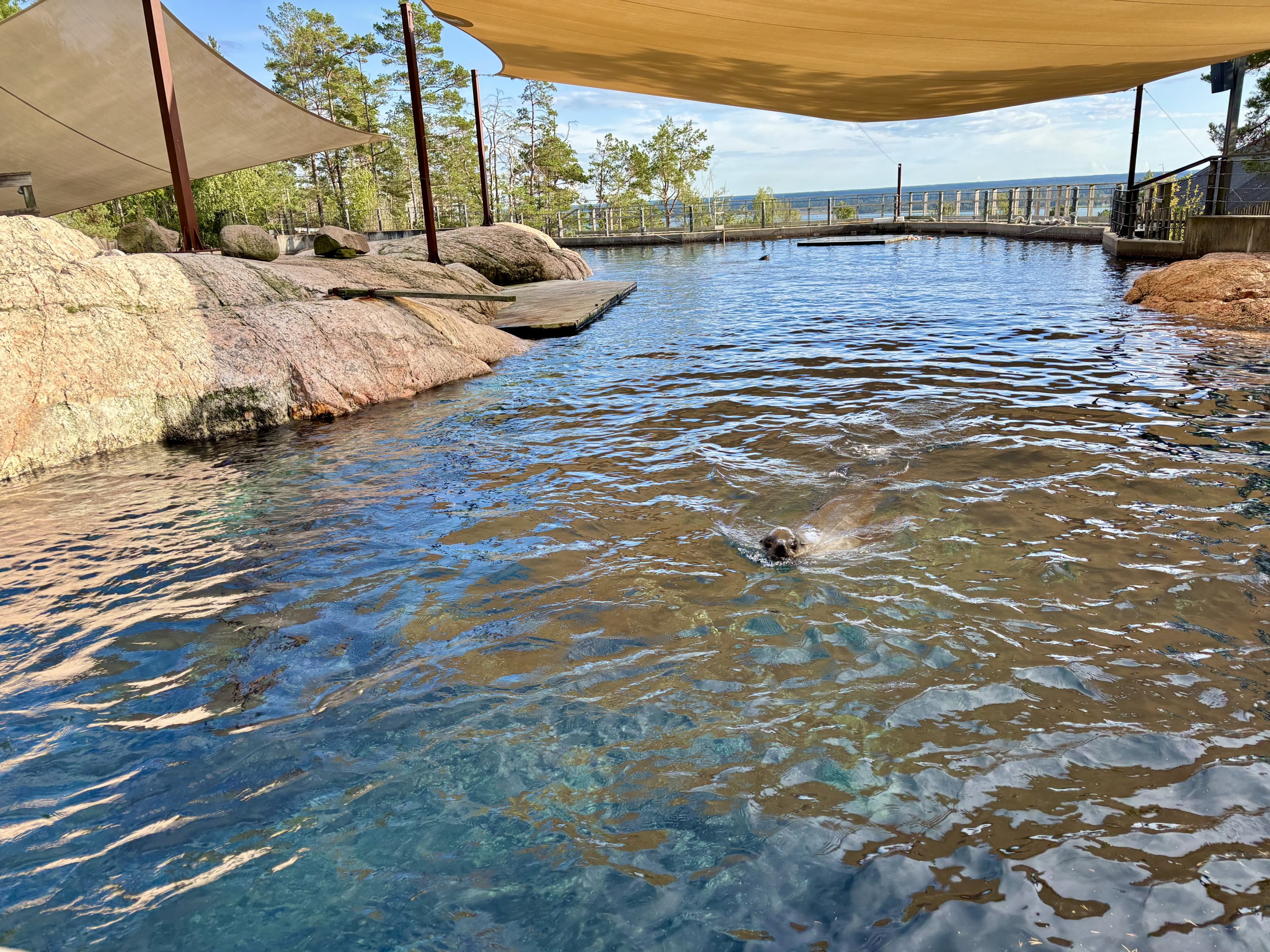 South African furseal