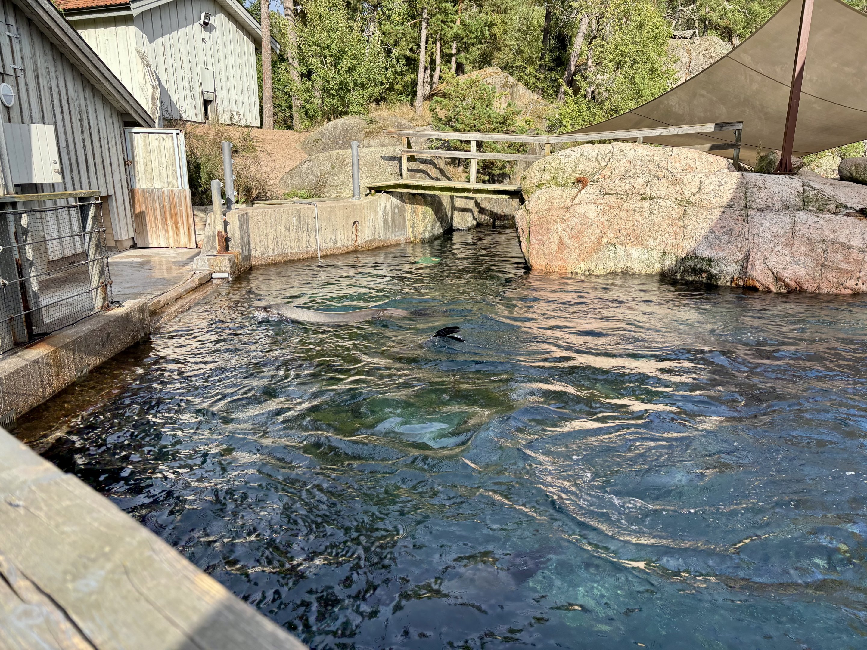 South African furseal